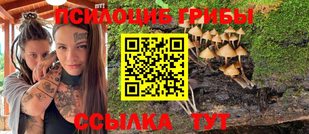 Галлюциногенные грибы Psilocybine cubensis Ливны